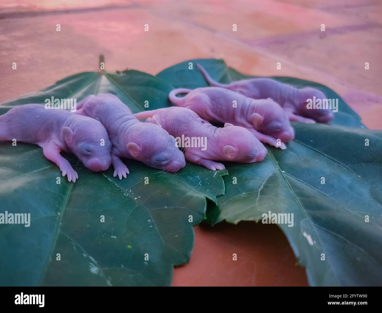 Rat Nouveau Ne Sur Feuille Images De La Souris Bebe Photo Stock Alamy Rat Nouveau Ne Sur Feuille Images De La Souris Bebe Photo Stock Alamy