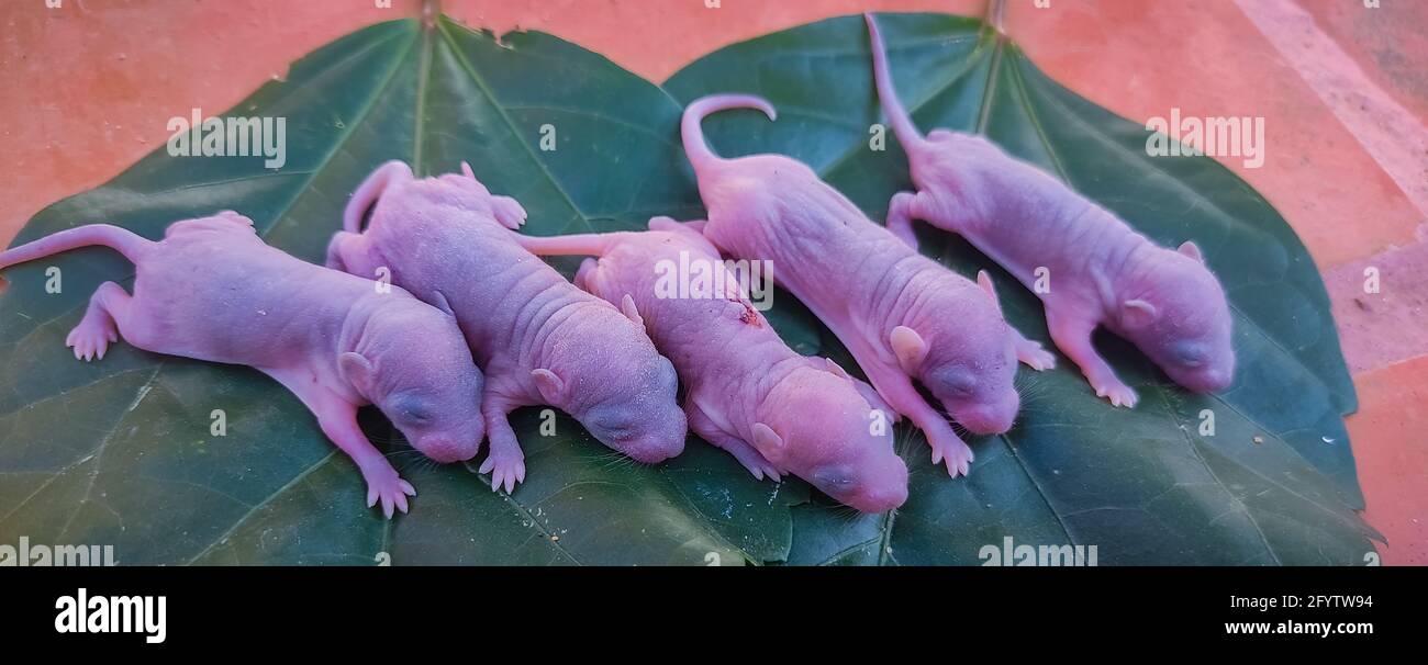 Rat Nouveau Ne Sur Feuille Images De La Souris Bebe Photo Stock Alamy Rat Nouveau Ne Sur Feuille Images De La Souris Bebe Photo Stock Alamy