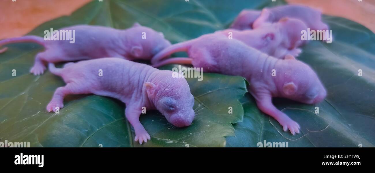 Blind Rat Banque D Image Et Photos Alamy Blind Rat Banque D Image Et Photos Alamy