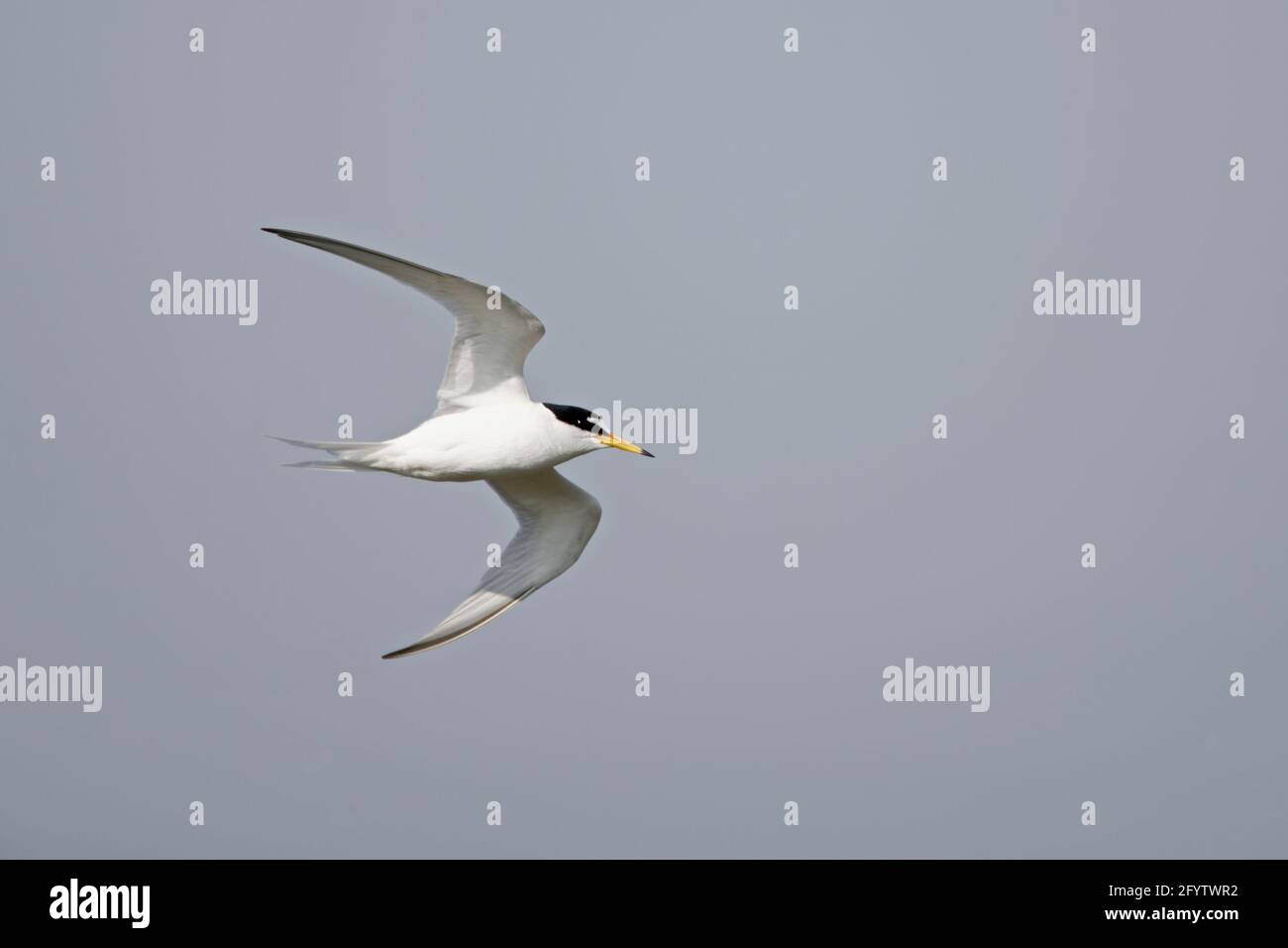 Little Tern - en vol Sterna albifrons Texel, pays-Bas BI014076 Banque D'Images