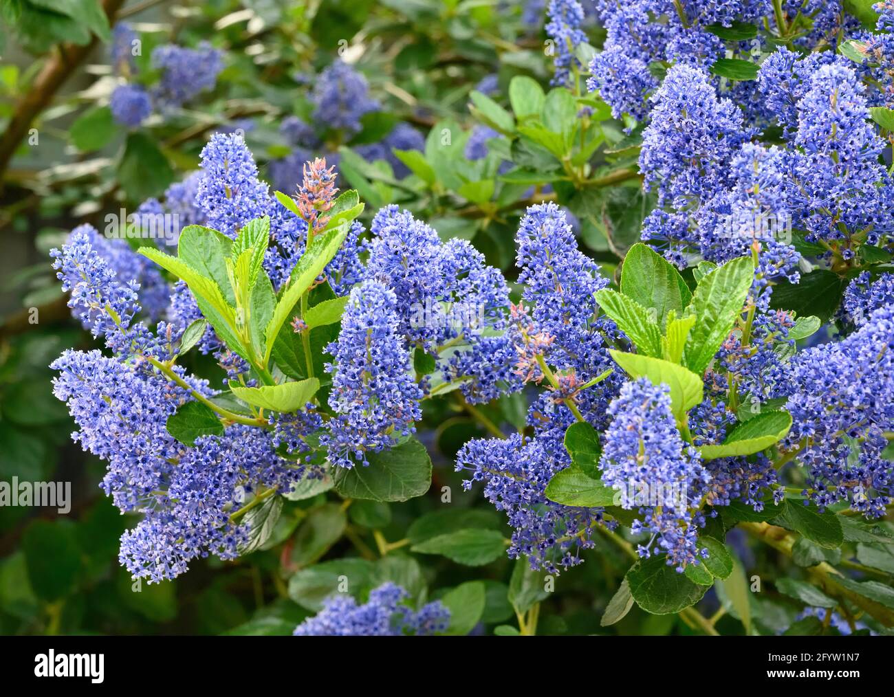 Gros plan sur les belles fleurs bleues d'un arbuste à feuilles persistantes Ceanothus (également connu sous le nom de lilas californien) Banque D'Images