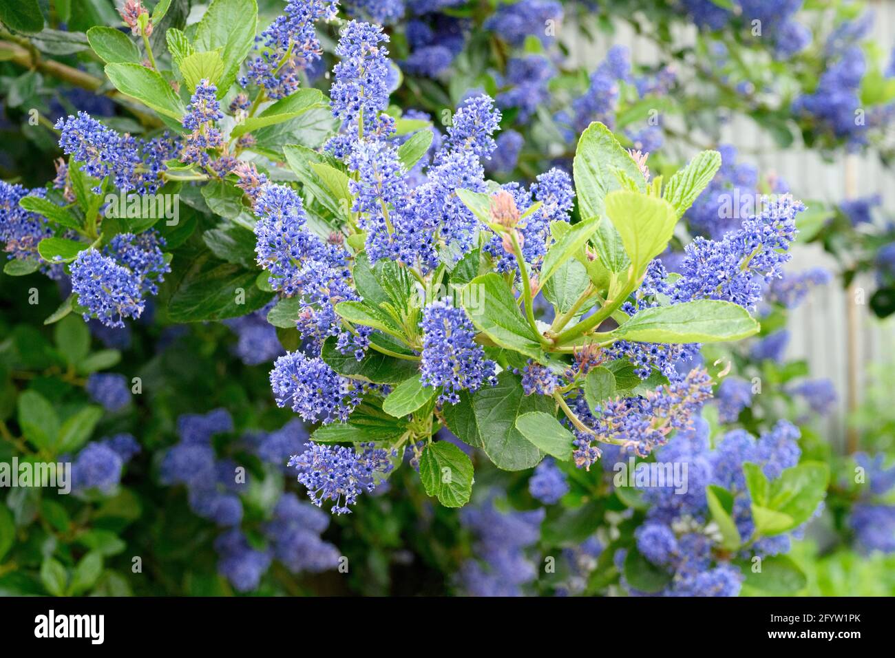 Gros plan sur les belles fleurs bleues d'un arbuste à feuilles persistantes Ceanothus (également connu sous le nom de lilas californien) Banque D'Images