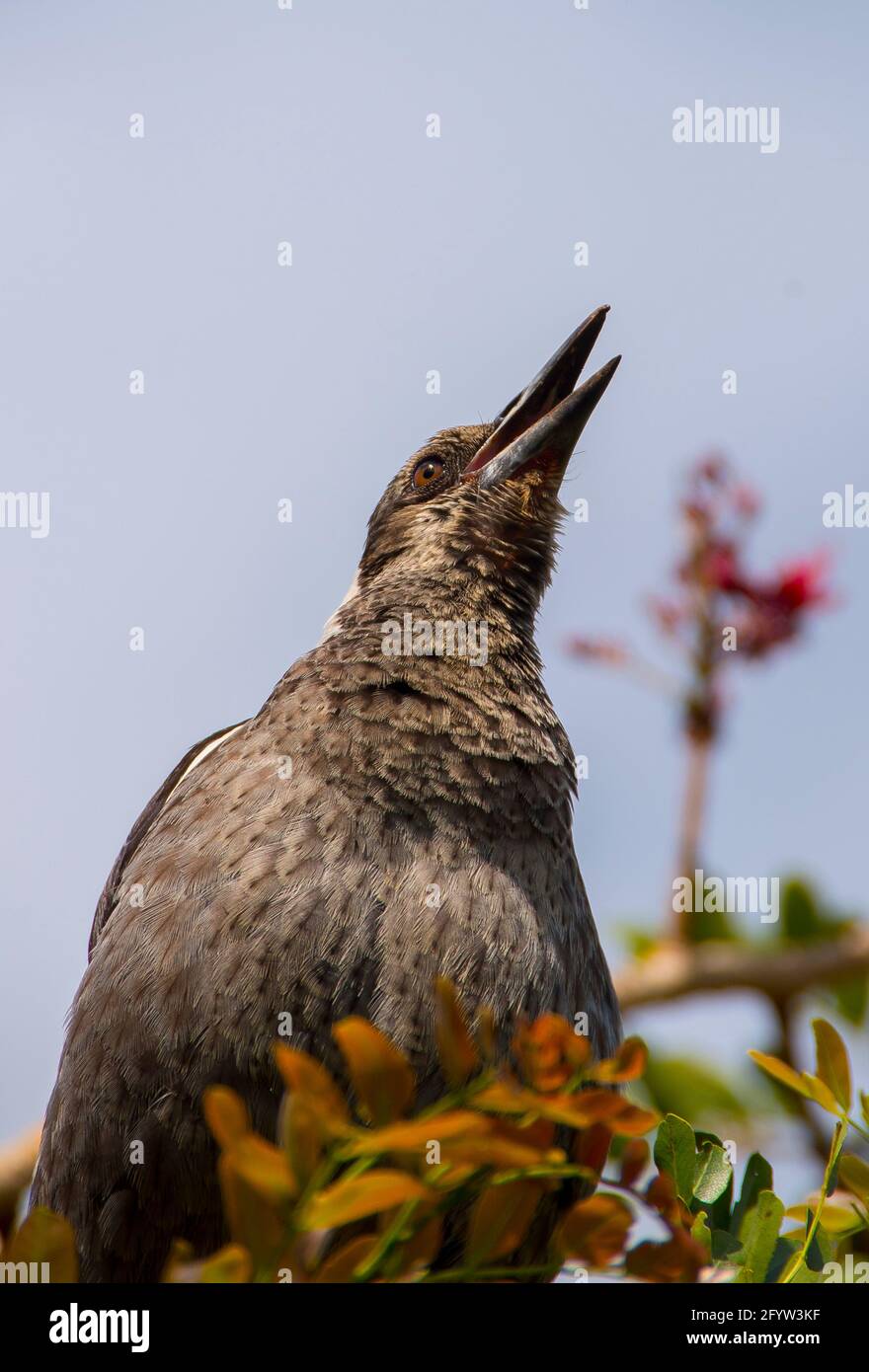 Gros plan de la jeune magpie australienne (cracticus tibicen) perchée sur les arbres, chantant un solo, par beau temps. Jardin dans le Queensland, Australie. Banque D'Images