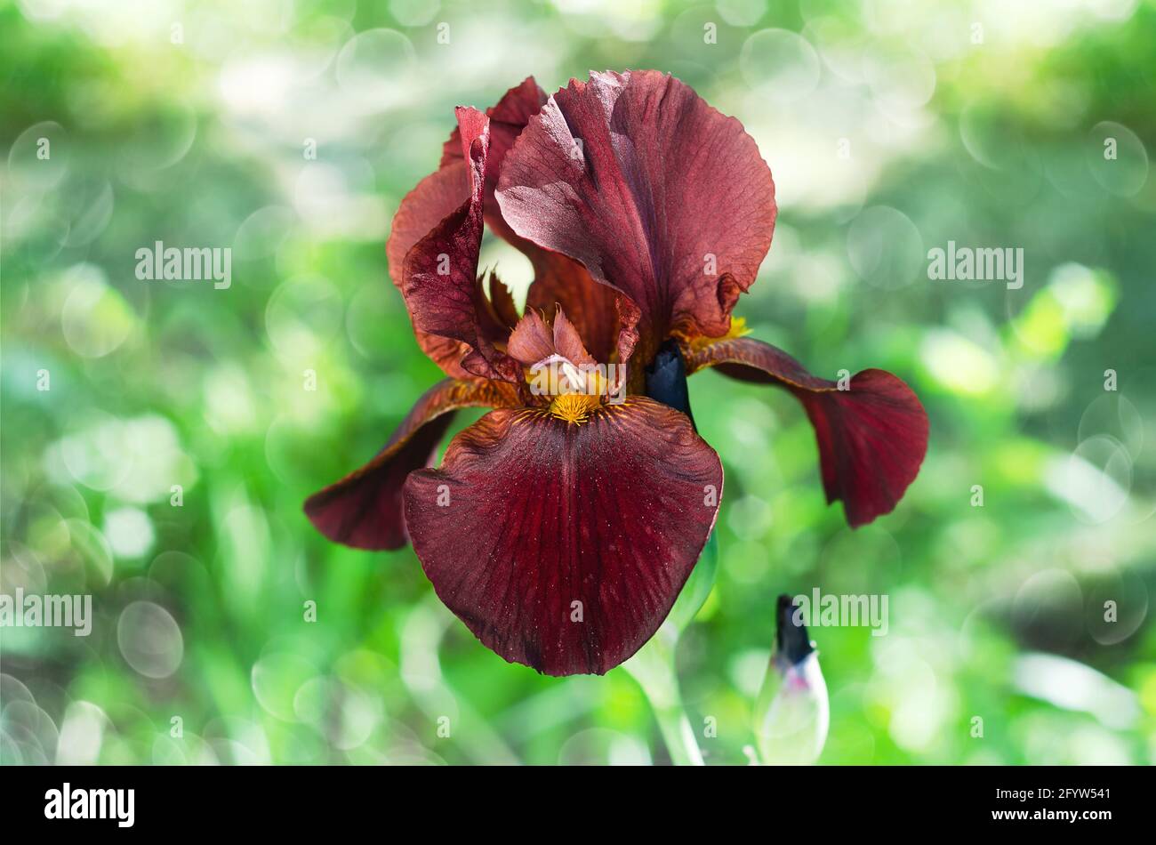 De magnifiques iris bruns fleurissent dans le jardin d'été. Arrière-plan flou, mise au point sélective Banque D'Images