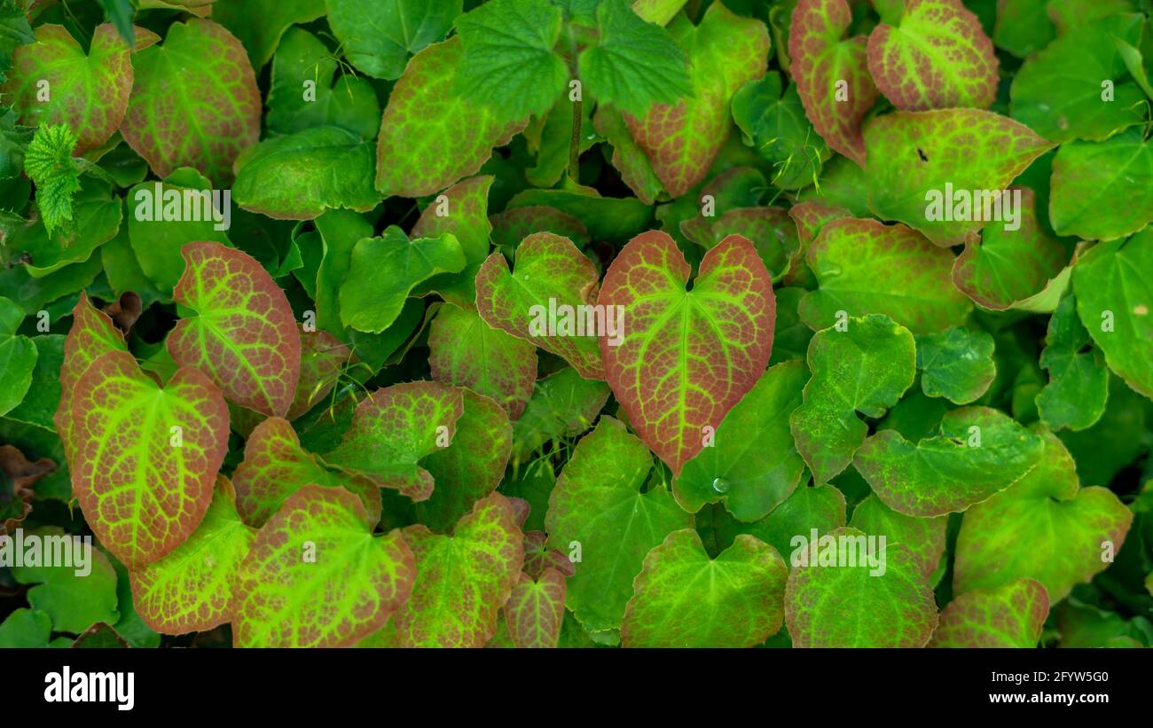 Feuilles de Spathiphyllum cannifolium, texture verte abstraite, fond naturel, feuille tropicale Banque D'Images