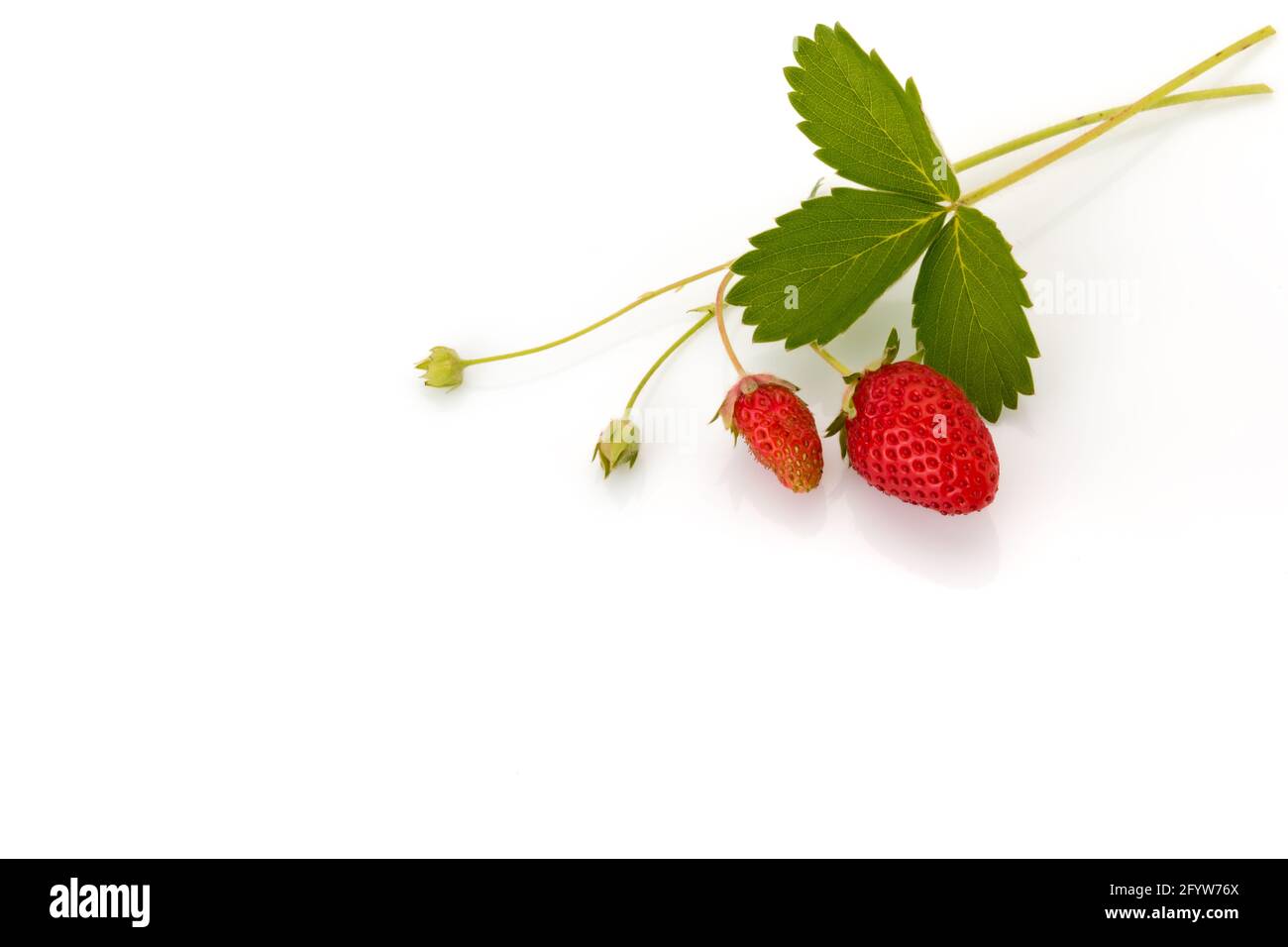 Branche de fraises sauvages avec des feuilles isolées sur fond blanc recommander pour carte, affiche, salutation, étiquette. Copier l'espace Banque D'Images