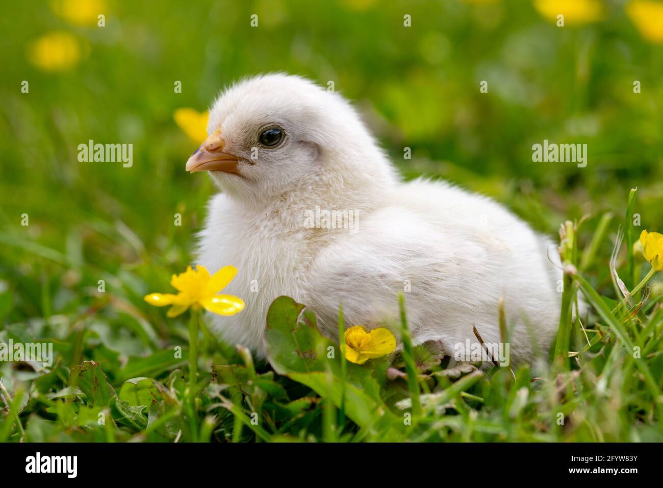 Poulet nouveau-né sur du gras vert Banque D'Images