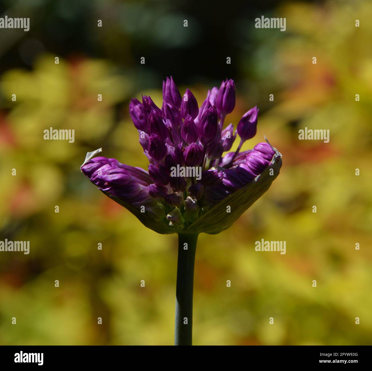 Allium giganteum 'Gladiator', Cambridge, Royaume-Uni, purement beau et paisible Floral Space Banque D'Images