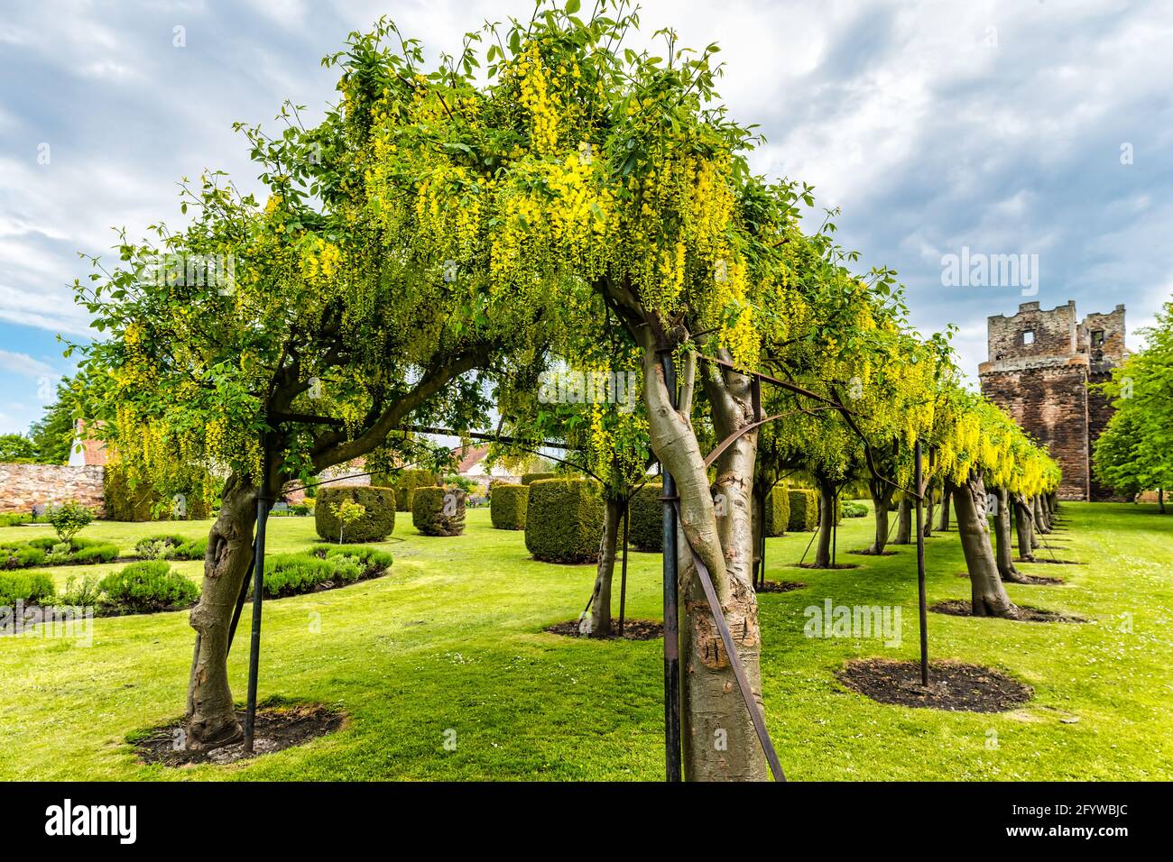 Laburnum Tree Arch ou allee en pleine fleur, Preston Tower, Preston pans, East Lothian, Écosse, ROYAUME-UNI Banque D'Images