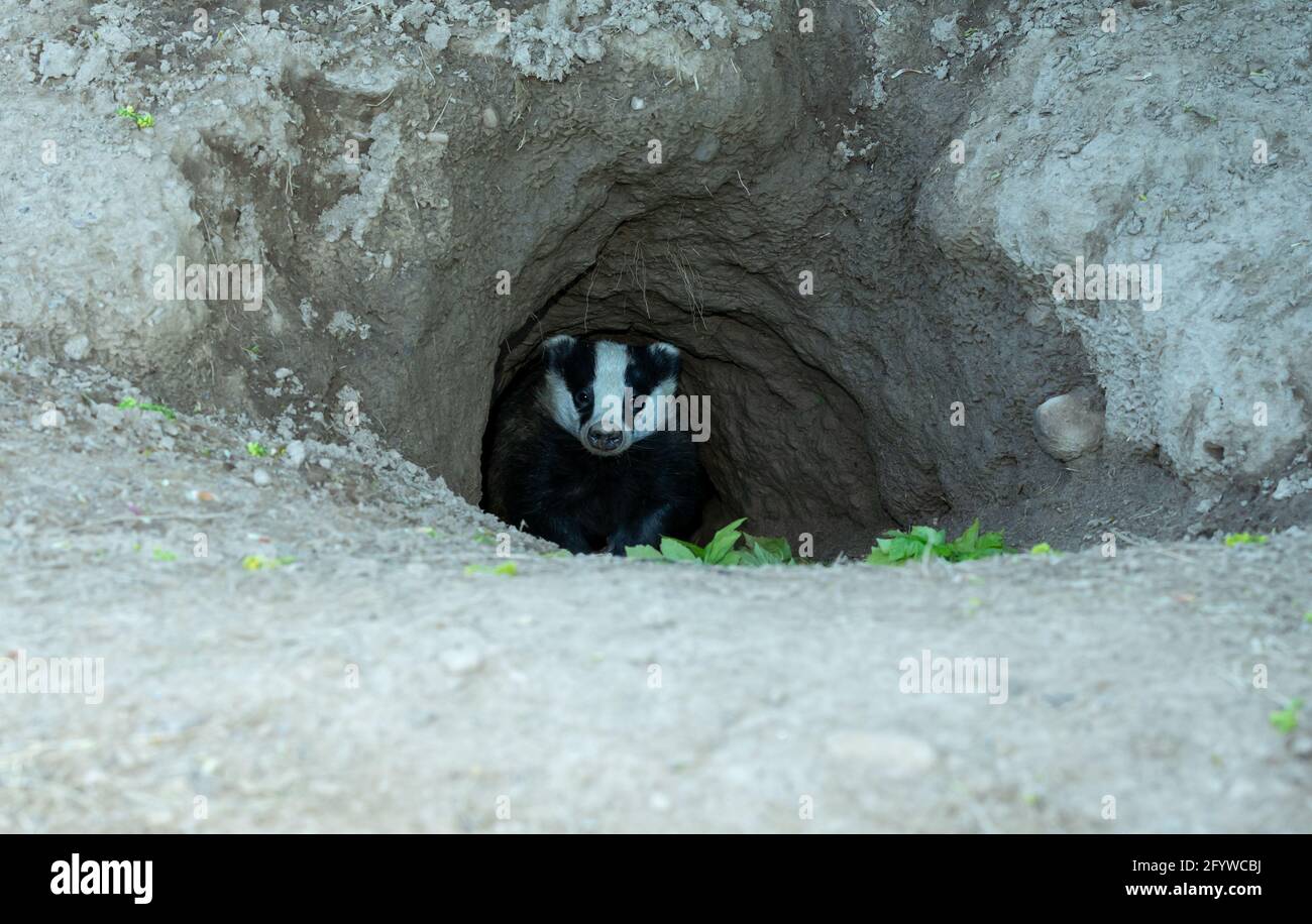 Badger, un blaireau sauvage, originaire d'Eurasie, sur le point d'émerger du trou classique en forme de D d'un terreau de blaireau. Face à l'avant. Nom scientifique: Meles M. Banque D'Images