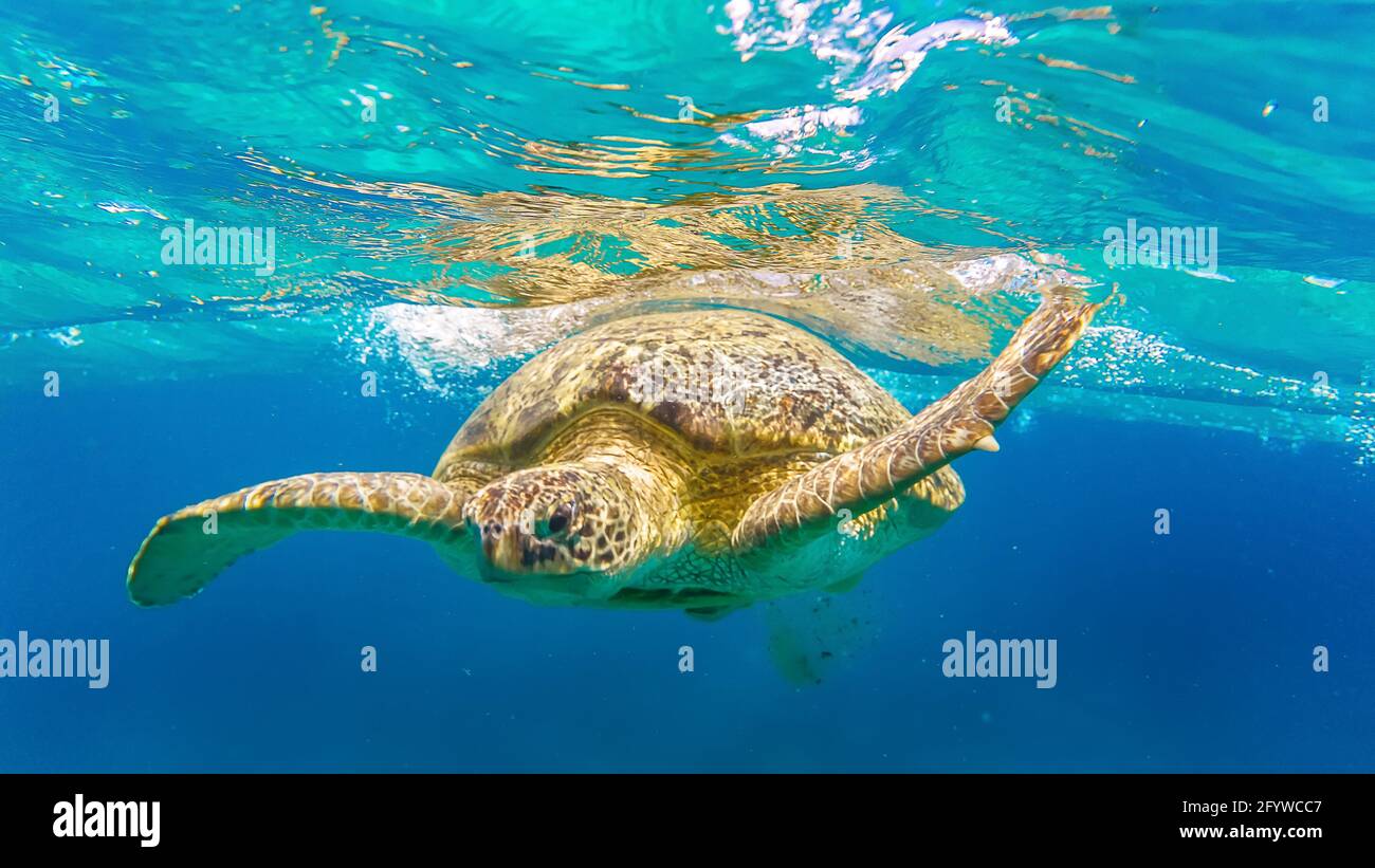 Tortues de mer nagez dans la mer Rouge, plage d'Abu Dabbab, Marsa Alam, Égypte Banque D'Images