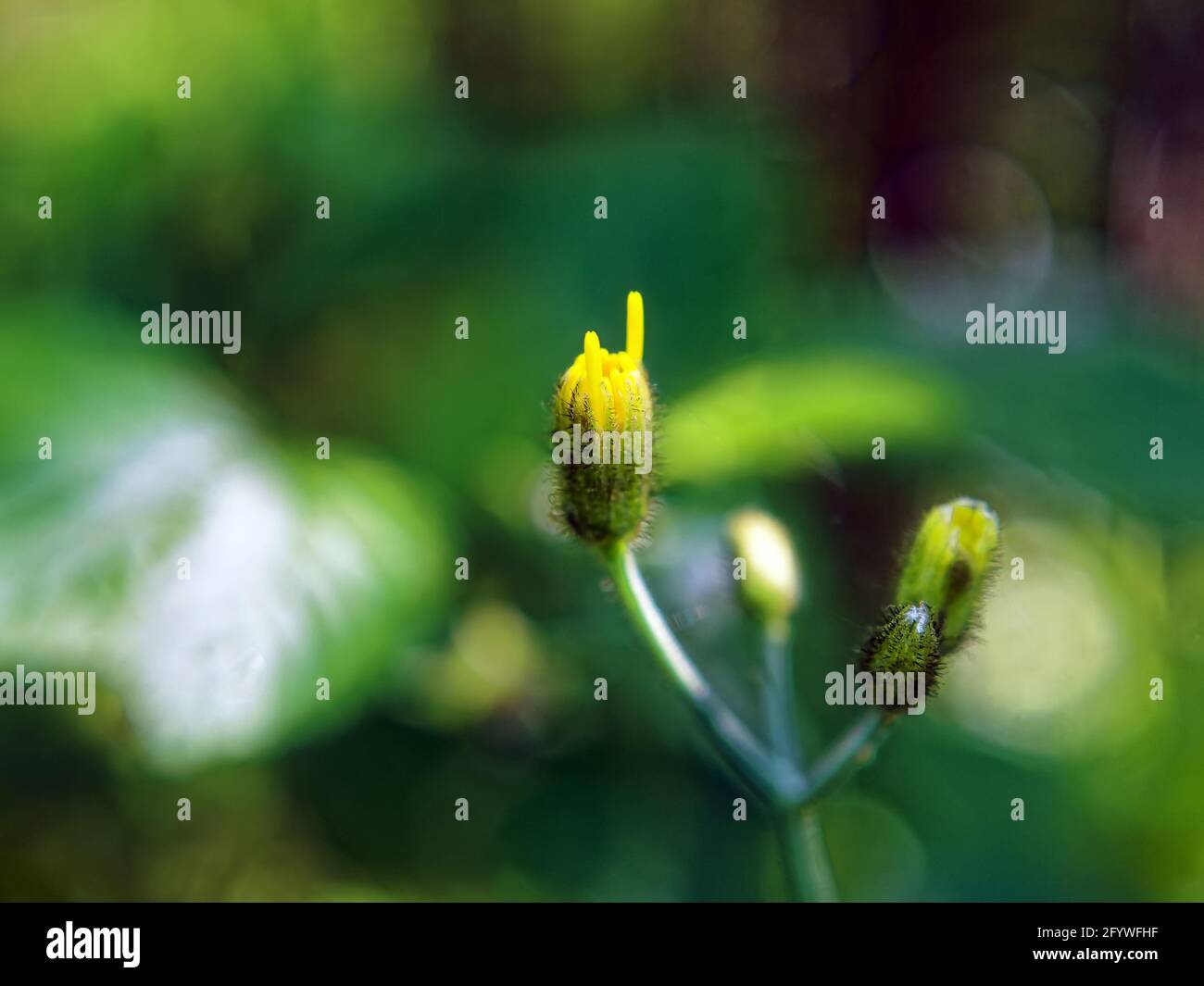 petites fleurs jaunes dans le champ, macro Banque D'Images