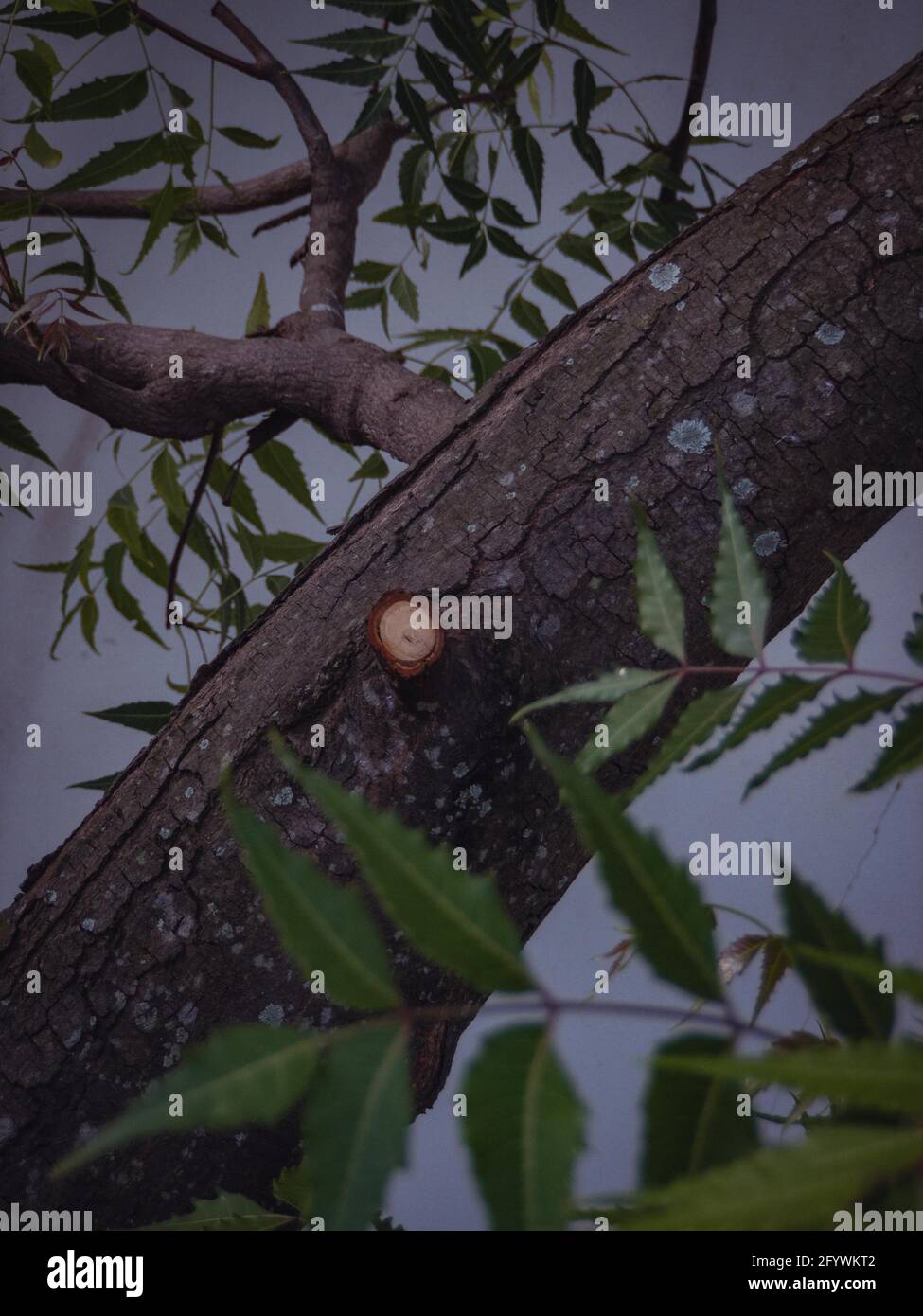 Un gros plan de tronc d'arbre de neem avec un membre taillé sur fond blanc Banque D'Images