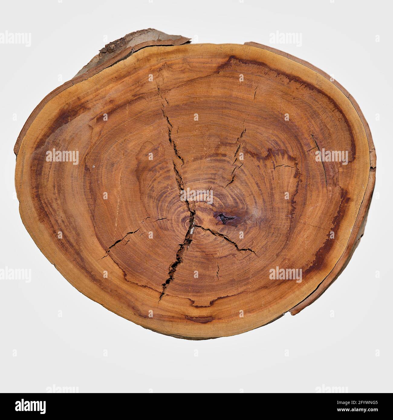 Disque en bois rustique. Copier l'espace. Arrière-plan blanc. Image de stock. Banque D'Images