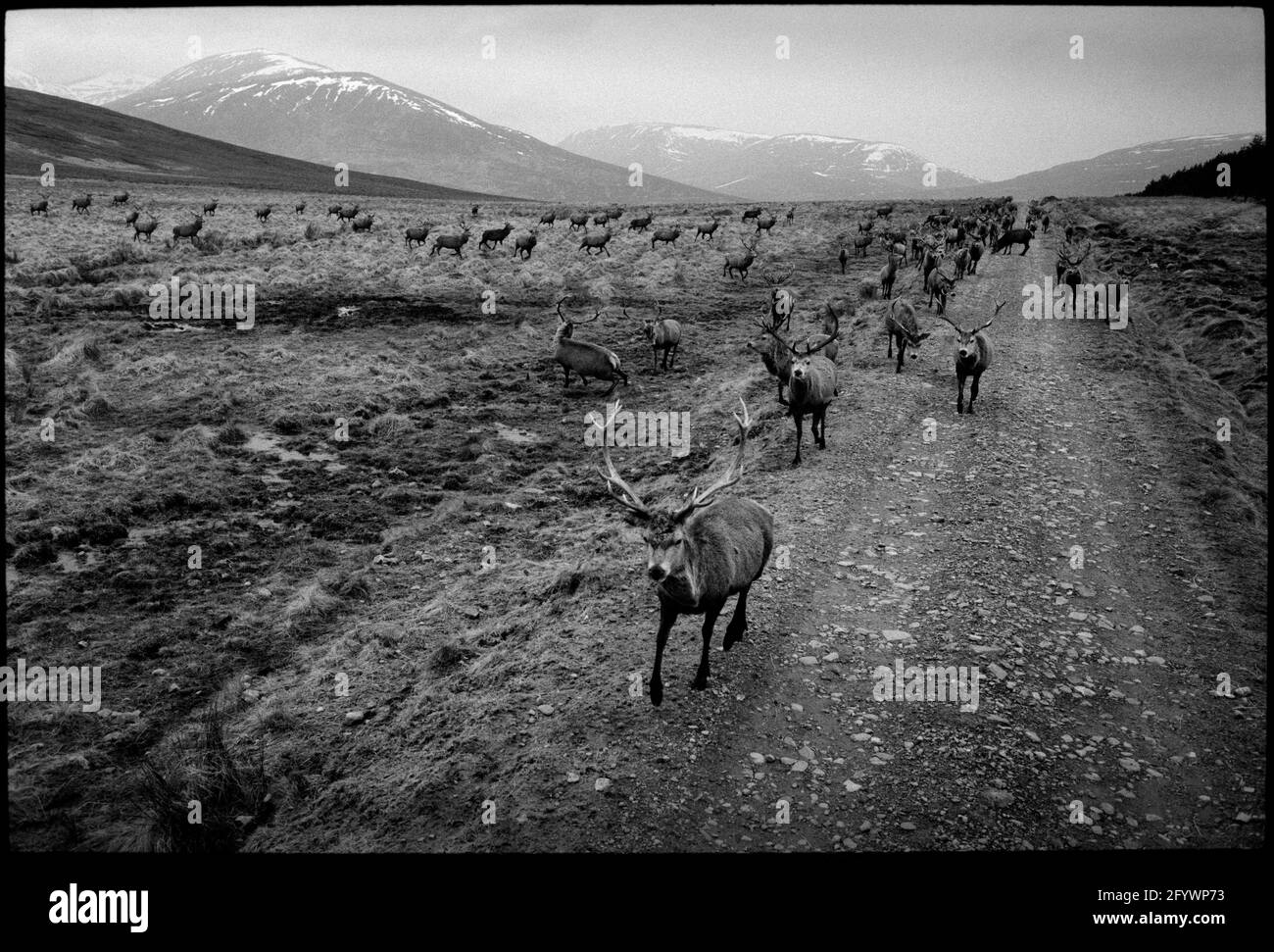 Scotland Ben Alder Estate 1992, scanné en 2021 Red Deer sur le domaine dans le paysage éloigné Banque D'Images