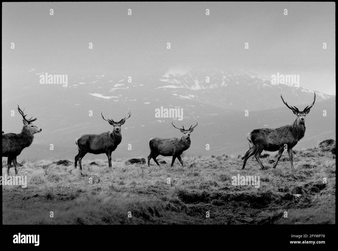 Scotland Ben Alder Estate 1992, scanné en 2021 Red Deer sur le domaine dans le paysage éloigné Banque D'Images