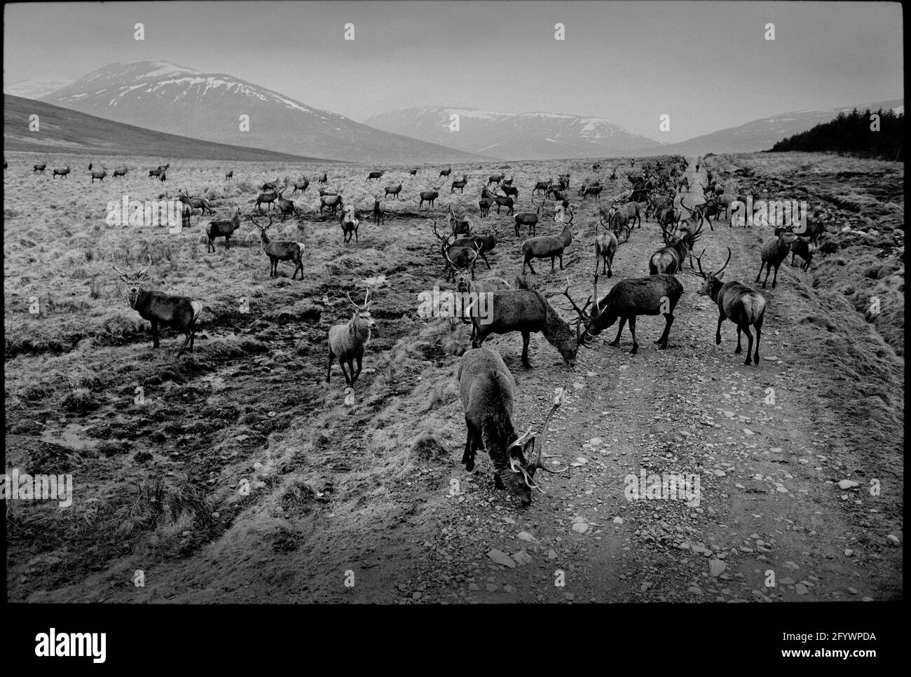 Scotland Ben Alder Estate 1992, scanné en 2021 Red Deer sur le domaine dans le paysage éloigné Banque D'Images