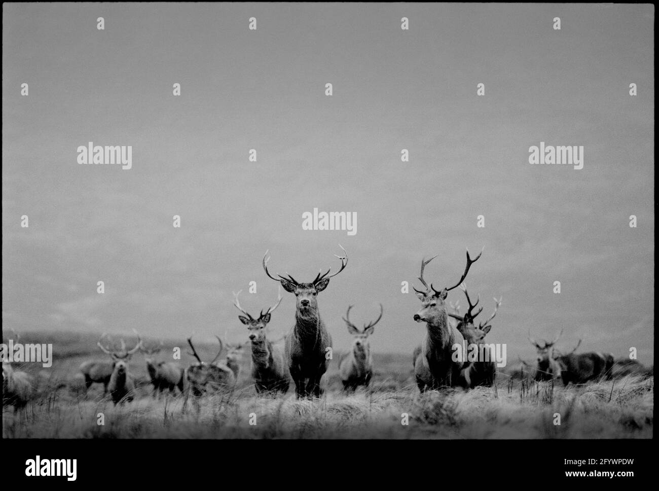 Scotland Ben Alder Estate 1992, scanné en 2021 Red Deer sur le domaine dans le paysage éloigné Banque D'Images