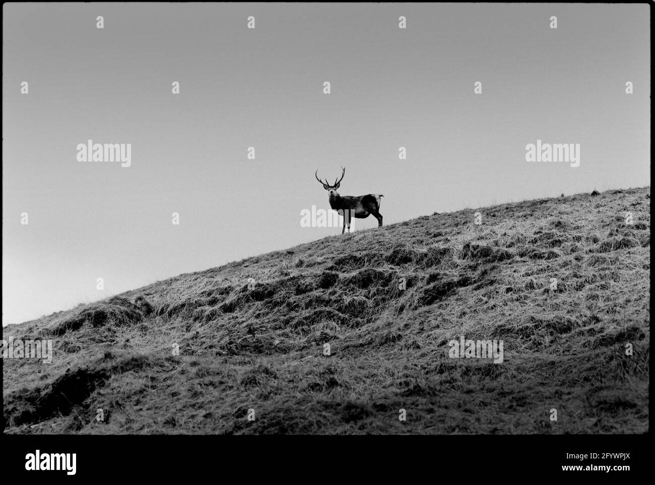 Scotland Ben Alder Estate 1992, scanné en 2021 Red Deer sur le domaine dans le paysage éloigné Banque D'Images