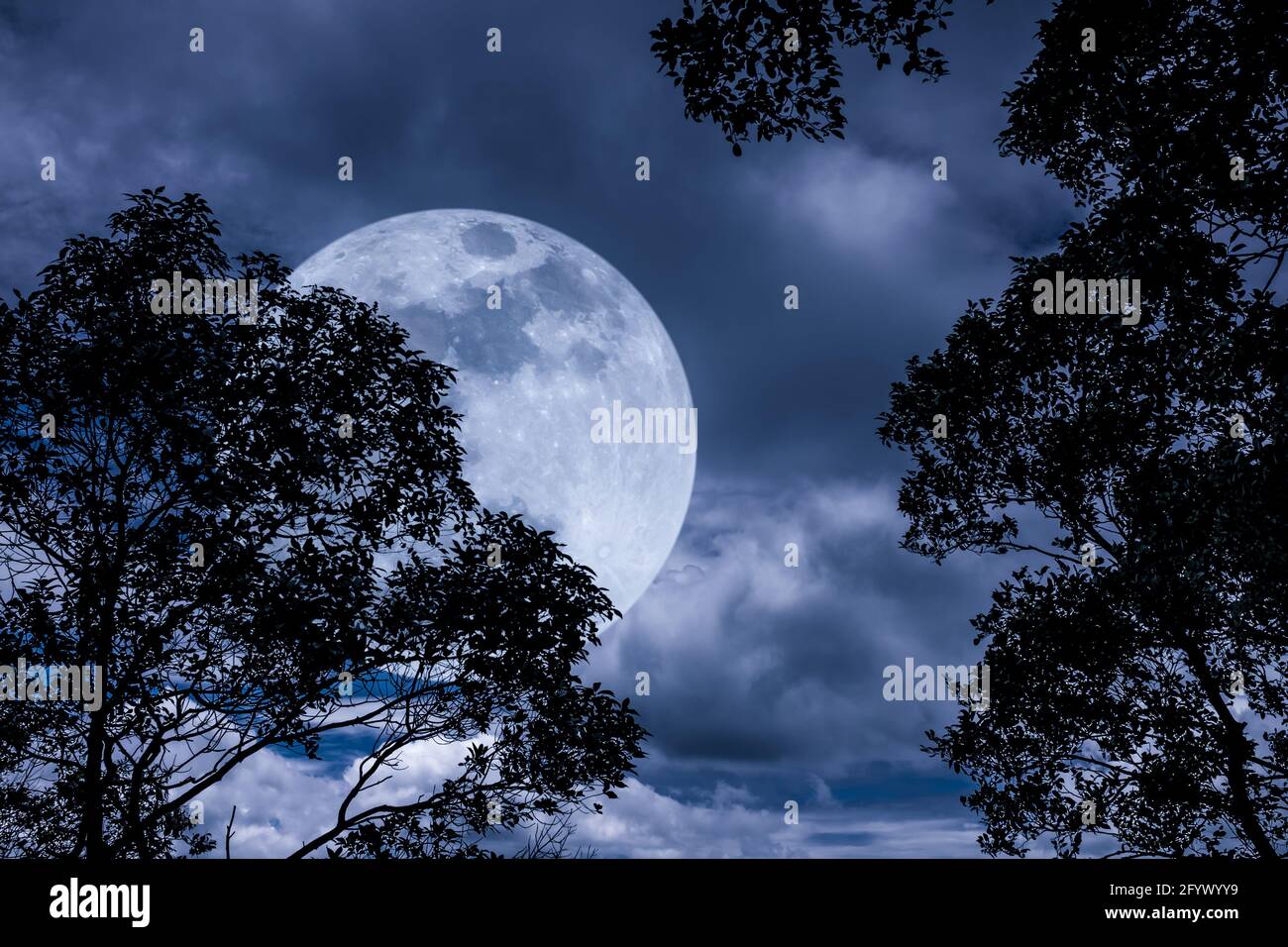 Silhouette des branches d'arbres contre le ciel nocturne avec pleine lune sur la nature tranquille. Magnifique paysage avec grande lune, en plein air la nuit. Banque D'Images