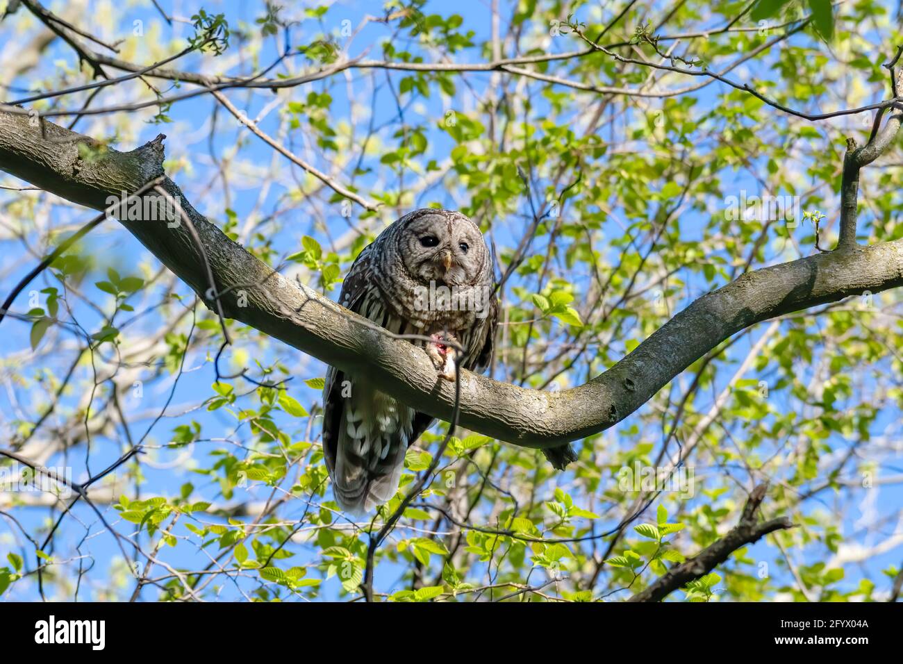 Hibou barré dans un arbre mangeant un repas fraîchement tué Banque D'Images