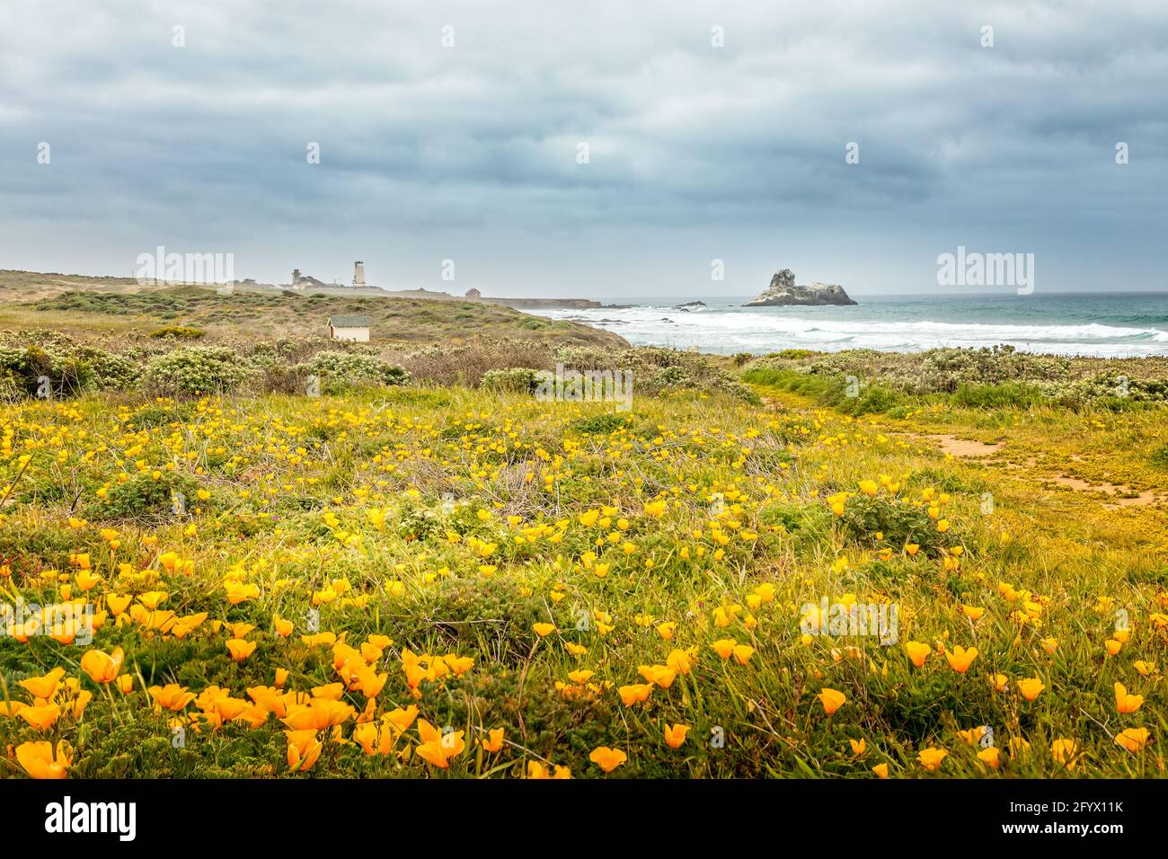 Prairie printanière en fleurs au phare de Pidgeon point, en Californie Banque D'Images