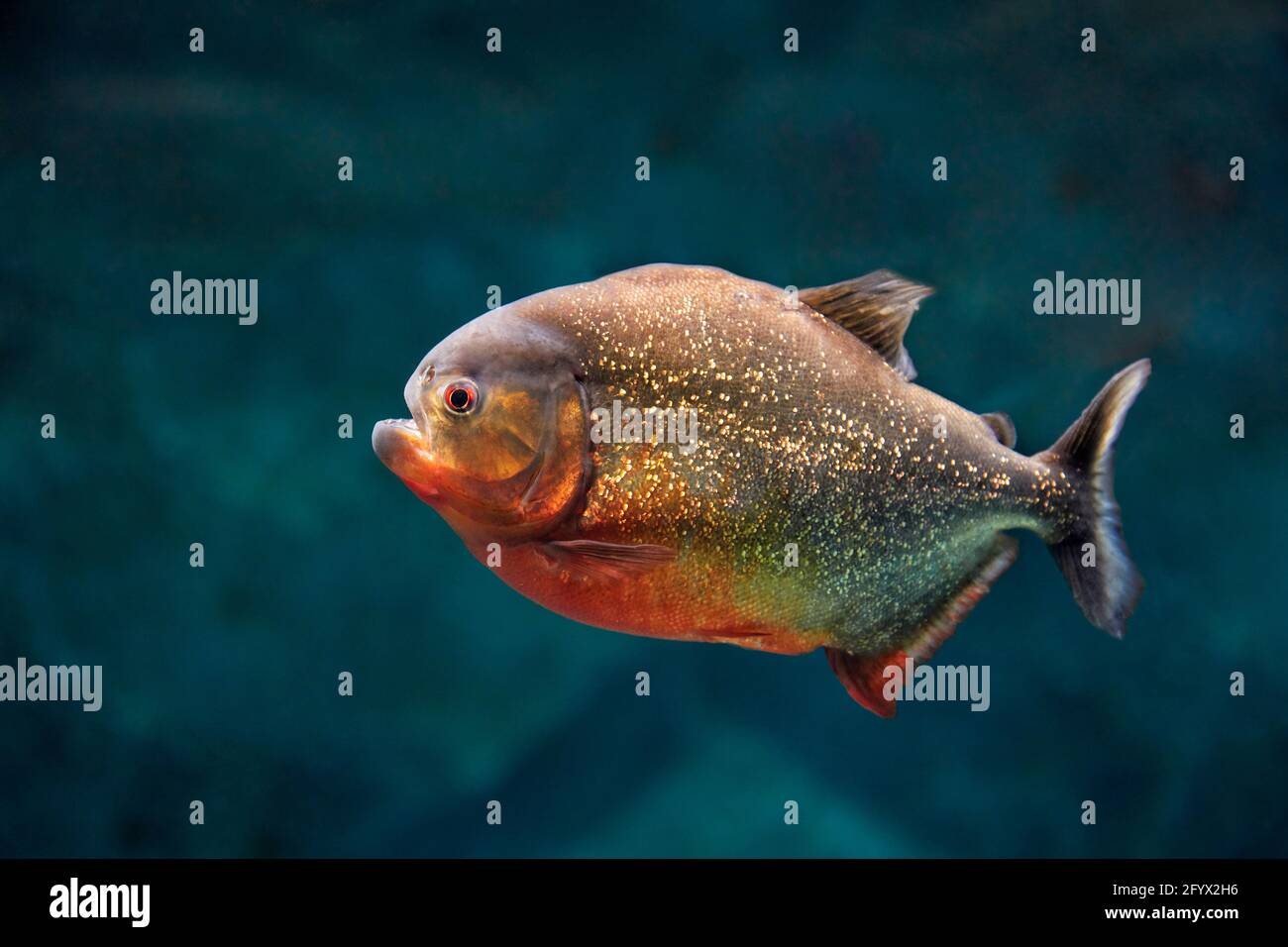 Piranha à ventre rouge, également connu sous le nom de piranha rouge (Pygocentrus nattereri) nains dans l'aquarium. Banque D'Images