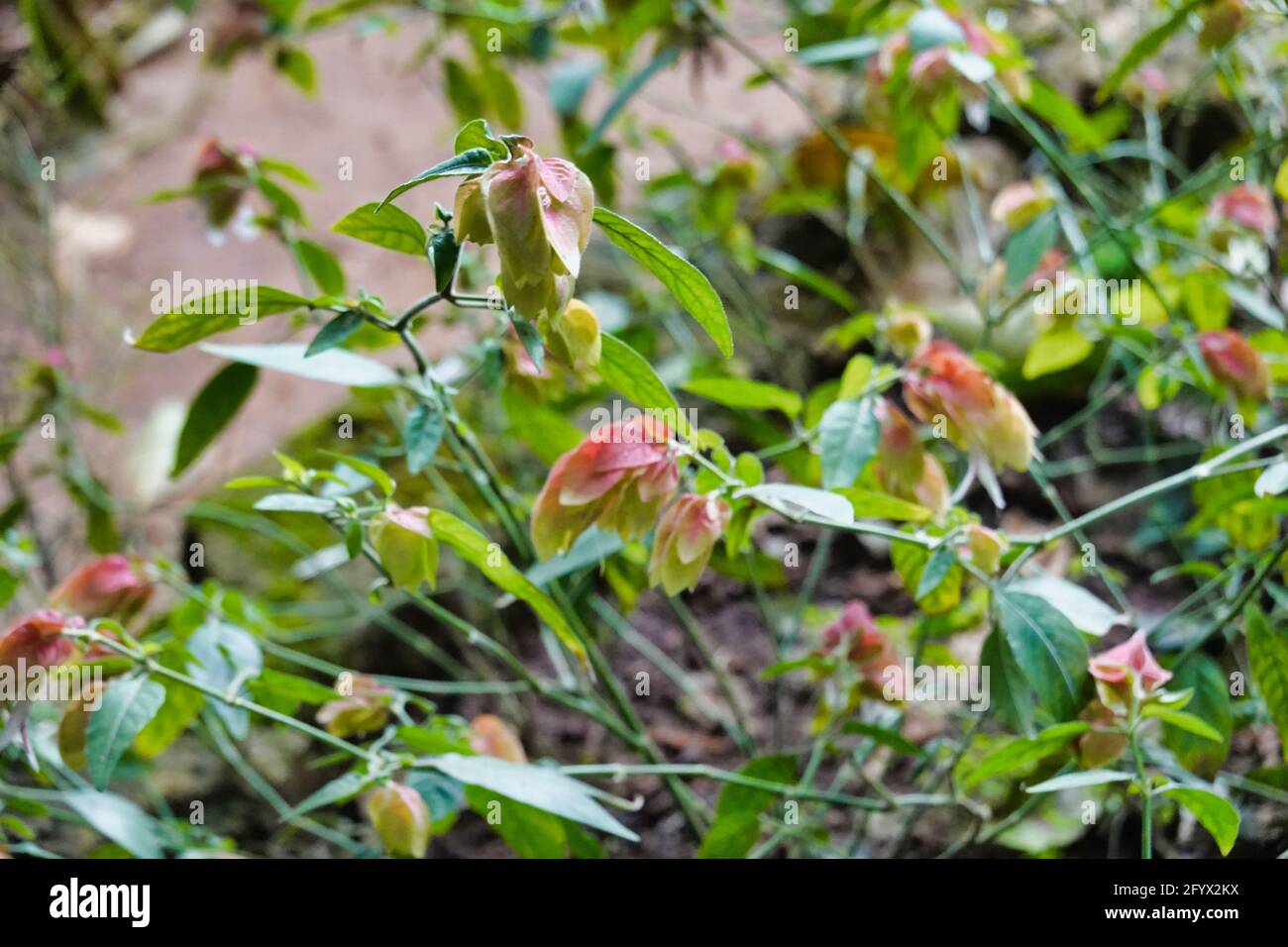 Gros plan d'une plante à fleurs de Justicia en pleine croissance le jardin Banque D'Images