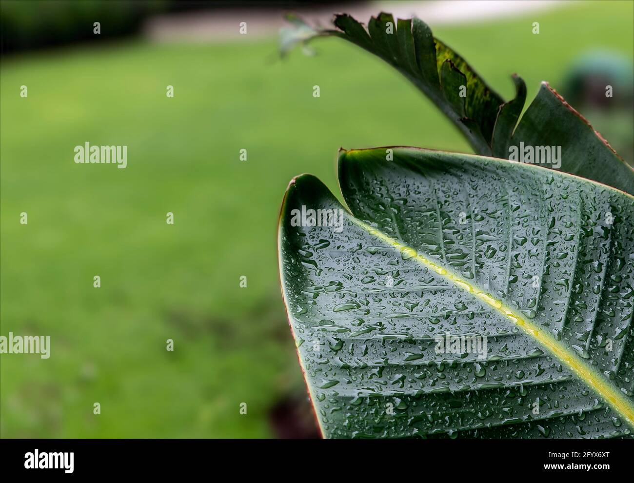 Feuille tropicale après la pluie dans un jardin des Caraïbes Banque D'Images