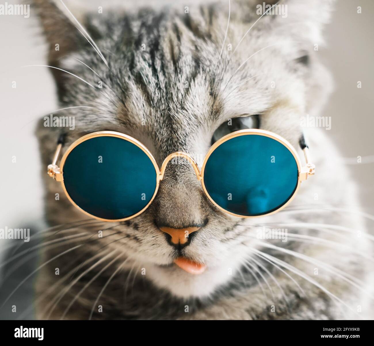 Chat avec lunettes montre la langue Photo Stock - Alamy