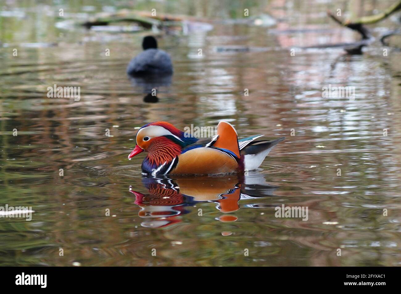 Un canard mandarin sur un étang à Isleworth lors du troisième confinement au Royaume-Uni. Date de la photo : dimanche 14 février 2021. Photo: Richard Gray/Alay Banque D'Images