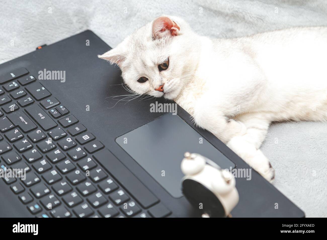 Un Chat Britannique Blanc Paresseux Et Fatigue Allonge Sur Un Ordinateur Portable Concept Pour L Apprentissage En Ligne Le Travail A Domicile L Auto Isolement Humour Photo Stock Alamy