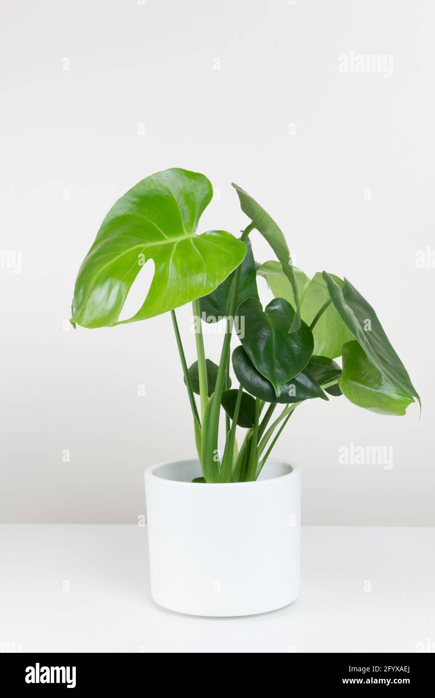 Tropical Monstera deliciosa dans un pot de fleurs blanc sur fond blanc. Maison jardinage concept tendance minimaliste Banque D'Images