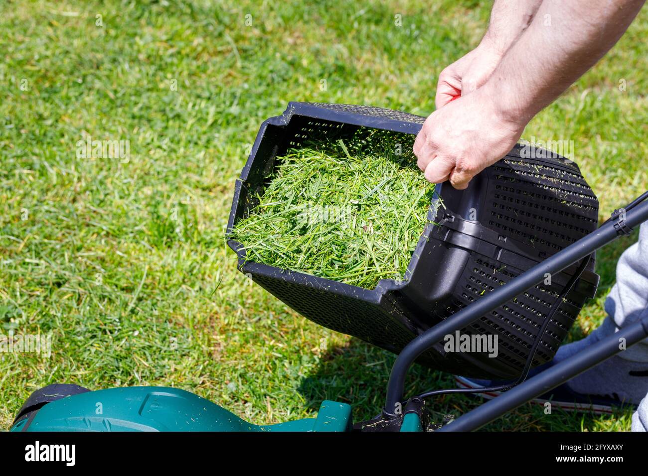 le jardinier prend le conteneur avec de l'herbe fraîchement mouchée, Banque D'Images