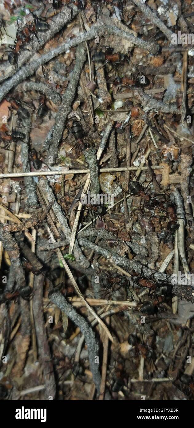 fourmis dans une forêt anthill, macro photo Banque D'Images