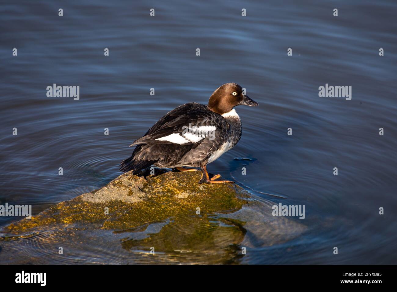 Des femelles de l'oeil d'or commun (Bucephala clangula) perçant sur une roche dans la baie de Töölönlahti à Helsinki, en Finlande Banque D'Images