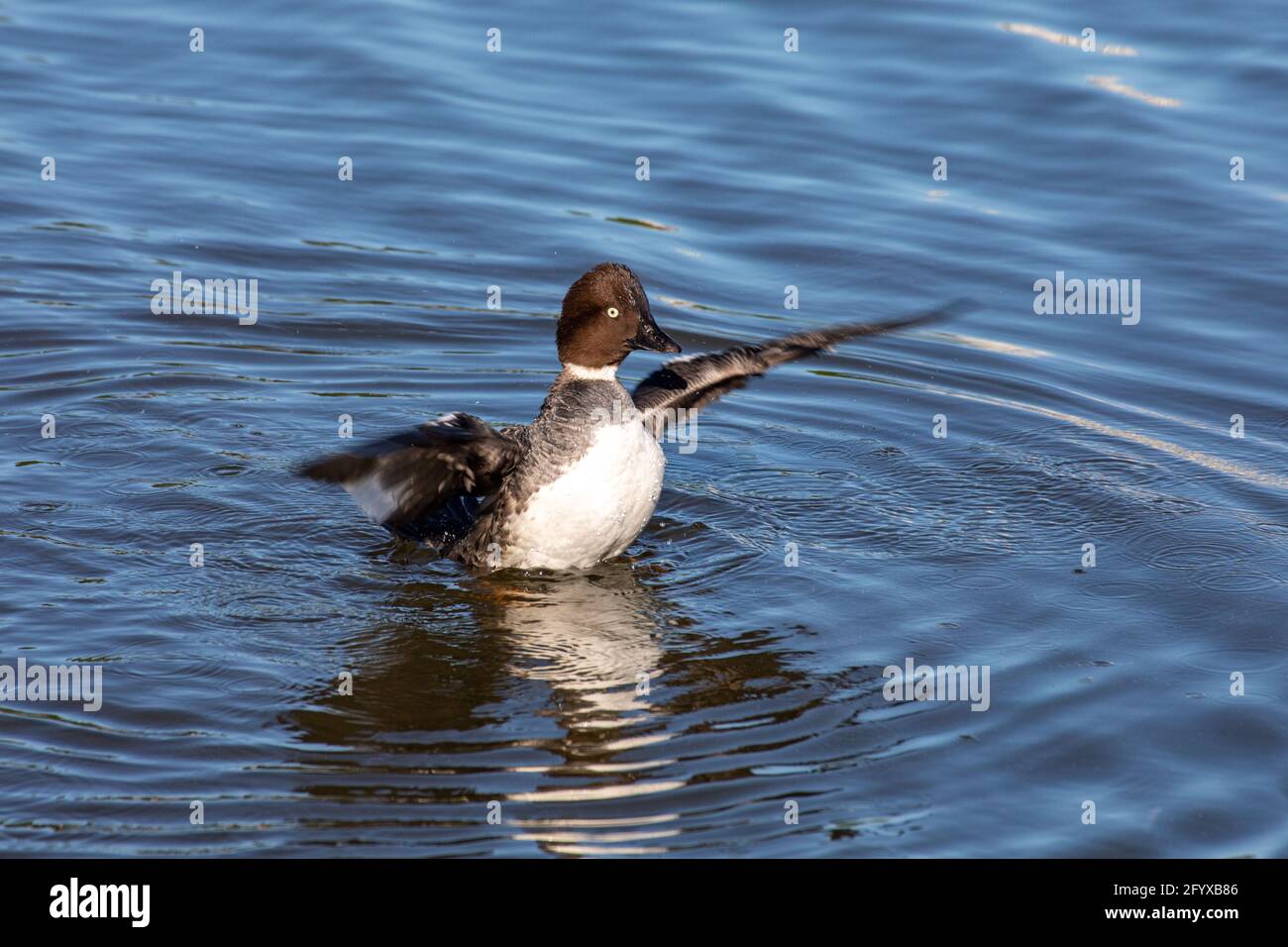 L'oeil d'or commun (Bucephala clangula) à la baie de Töölönlahti à Helsinki, en Finlande Banque D'Images