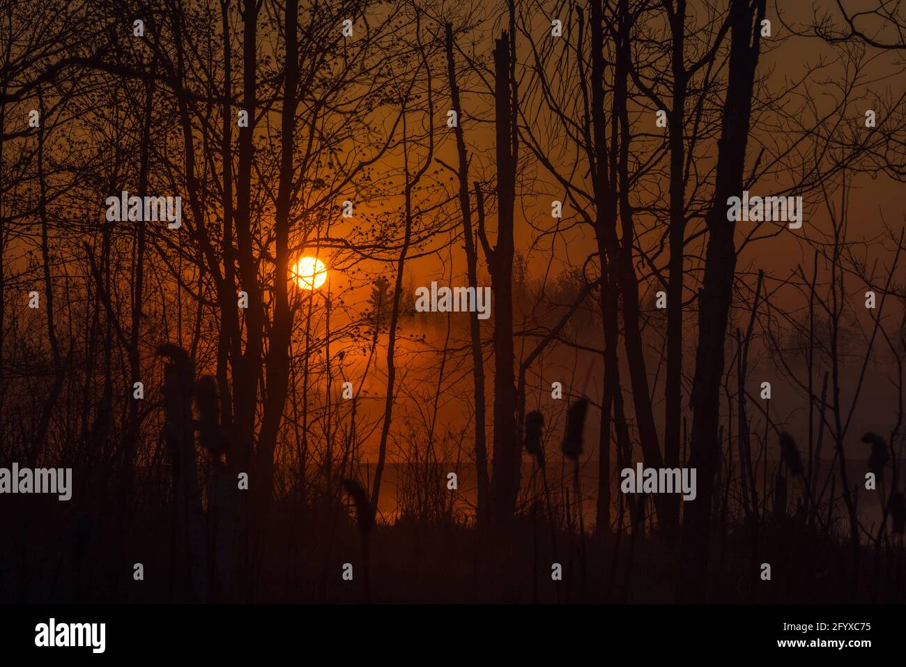 Un lever de soleil brumeux sur une zone humide dans le nord du Wisconsin. Banque D'Images