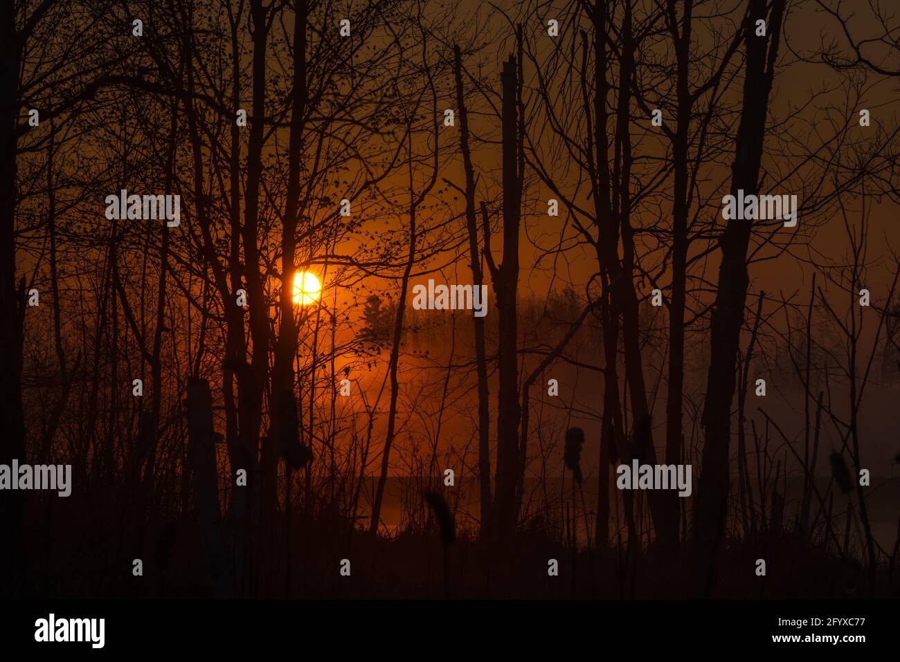 Un lever de soleil brumeux sur une zone humide dans le nord du Wisconsin. Banque D'Images