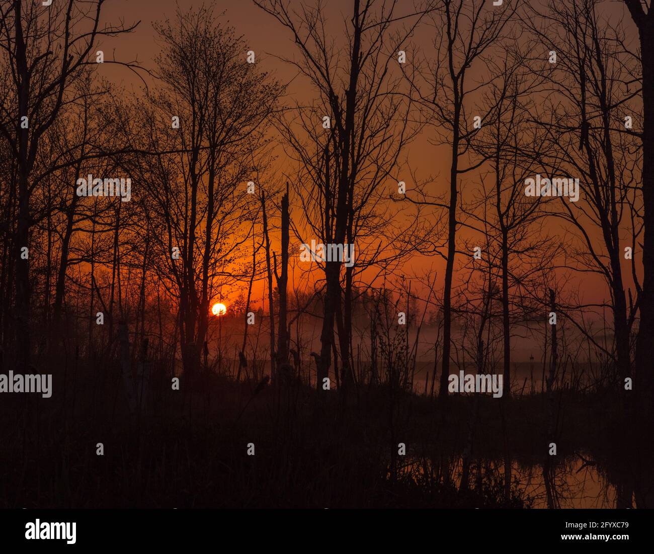 Un lever de soleil brumeux sur une zone humide dans le nord du Wisconsin. Banque D'Images