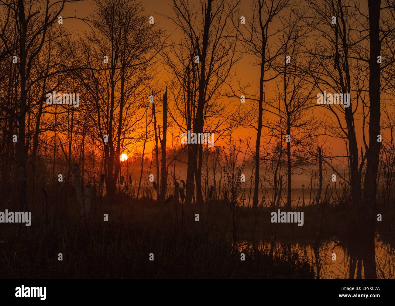 Un lever de soleil brumeux sur une zone humide dans le nord du Wisconsin. Banque D'Images