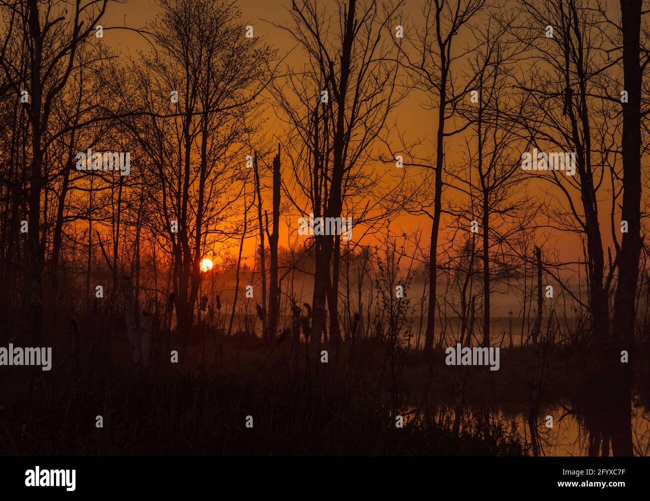Un lever de soleil brumeux sur une zone humide dans le nord du Wisconsin. Banque D'Images