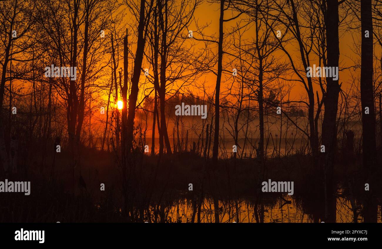Un lever de soleil brumeux sur une zone humide dans le nord du Wisconsin. Banque D'Images