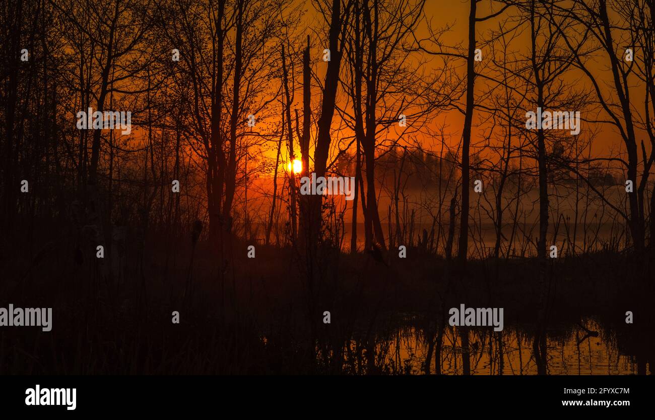 Un lever de soleil brumeux sur une zone humide dans le nord du Wisconsin. Banque D'Images
