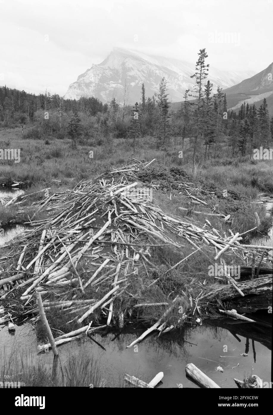 Un barrage de castor, Canada, vers 1930.(Photo de Burton Holmes) Banque D'Images