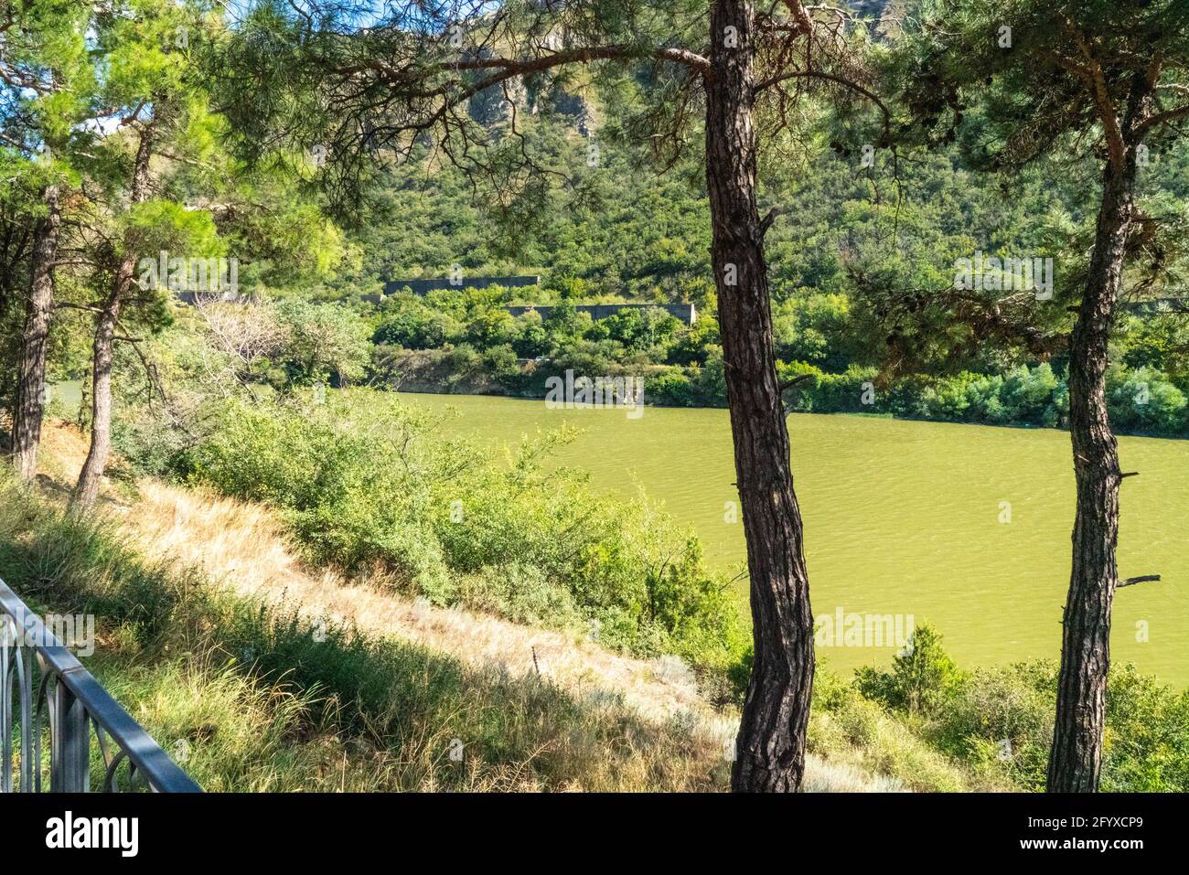 Arbre sur le fond d'une rivière verte Banque D'Images