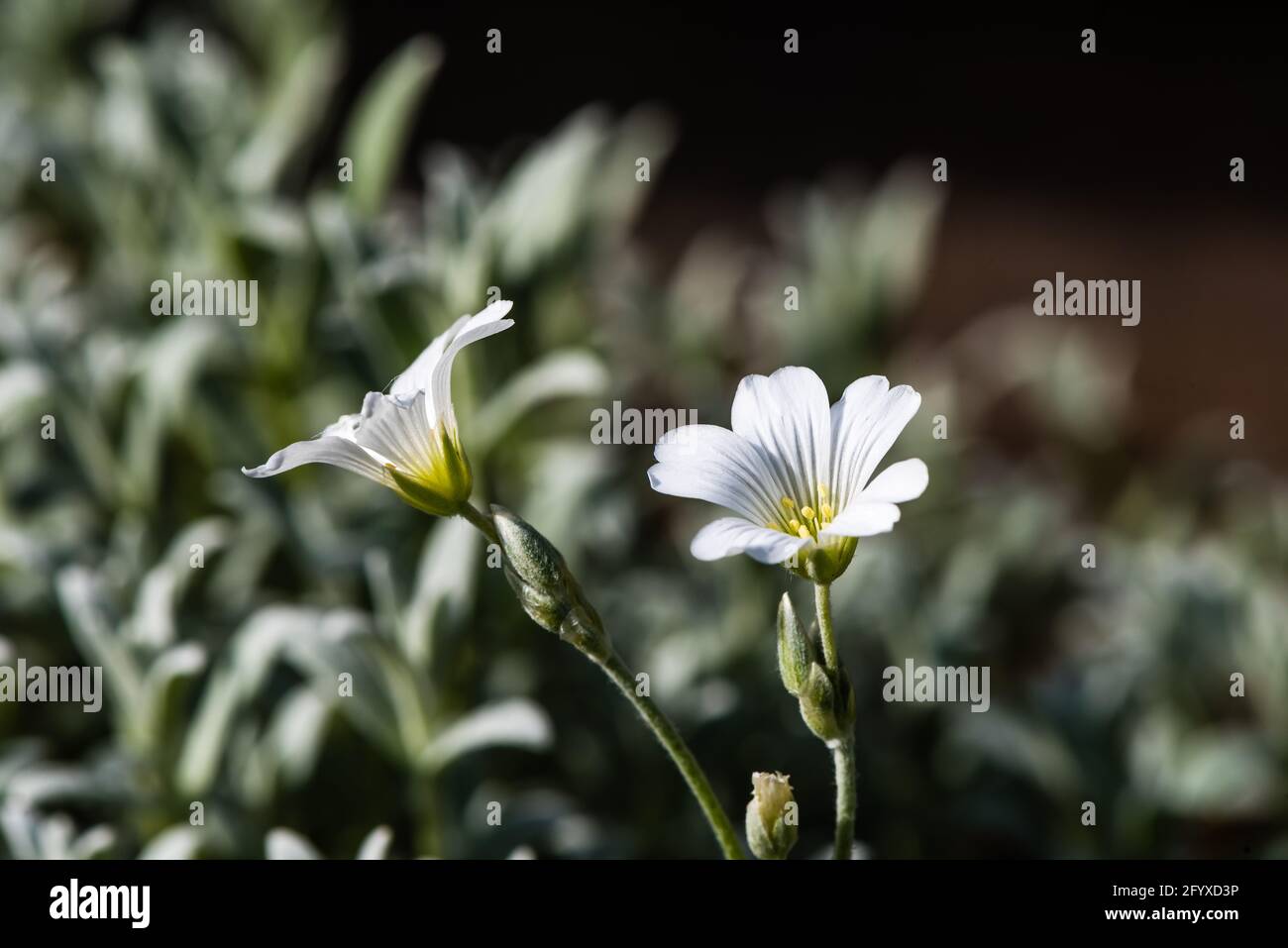 Neige en été ou Cerastium tomentosum. Banque D'Images