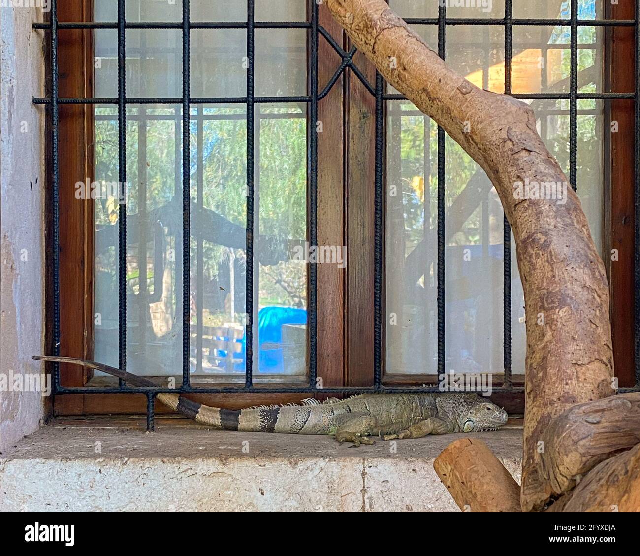 Iguana reposant sur le seuil de la fenêtre Banque D'Images