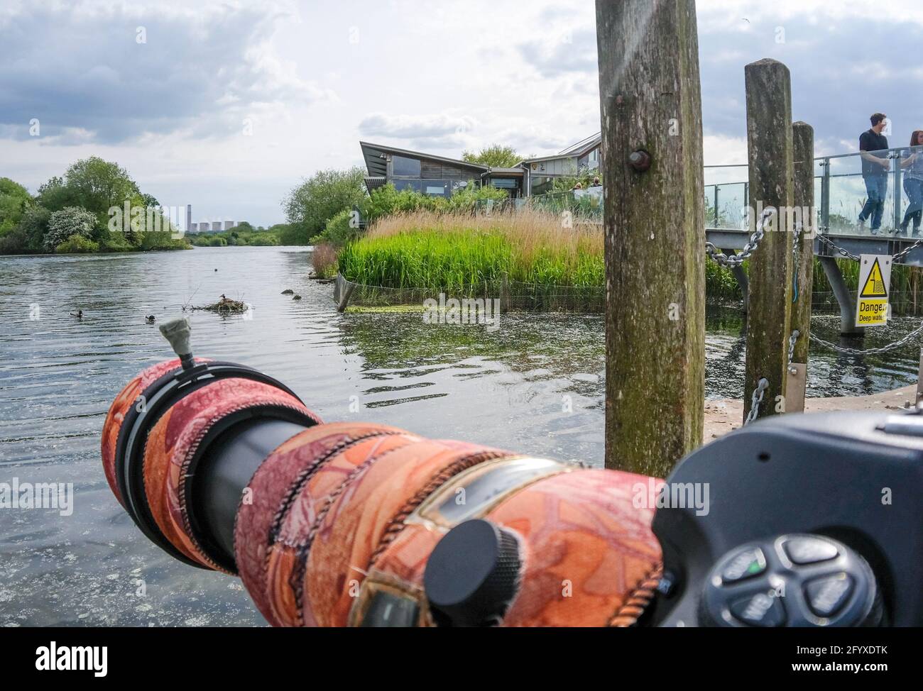 Nottingham 28 mai 2021:: Les plus photographiés Grands grebes à crête (Podiceps cristatus) en Angleterre un couple de reproduction de Grebes ont construit le nid à quelques pas du centre de la nature Richard Attenborough Notinghamshire, zone végétalisée d'eau douce lac, les spectateurs étourdés regardent de la voie de promenade centrale. Le mâle Grebe défendra son nid . : Banque D'Images