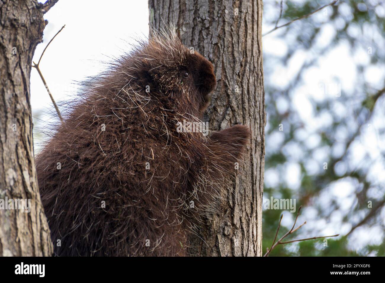 Porcupine escalade un arbre Banque D'Images